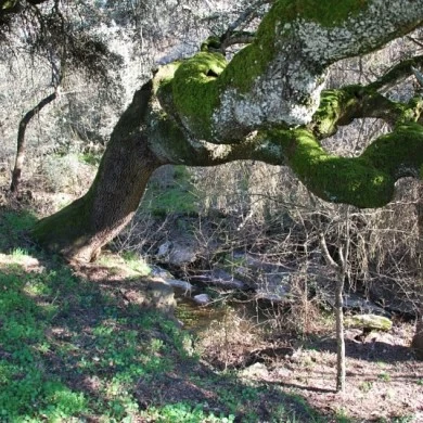 Mining Area of Pino del Oro and Puente Pino