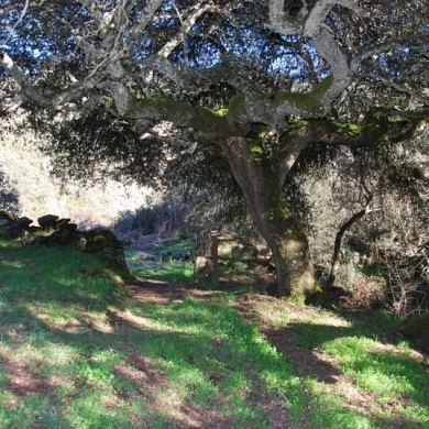 Zona Minera de Pino del Oro y Puente Pino